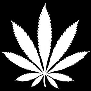 The current Canadian marihuana laws are not black and white.